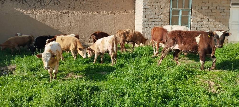 Buqalar sotiladi Girinfot Simental sortidan 14 ta bor yeb ichishi zor