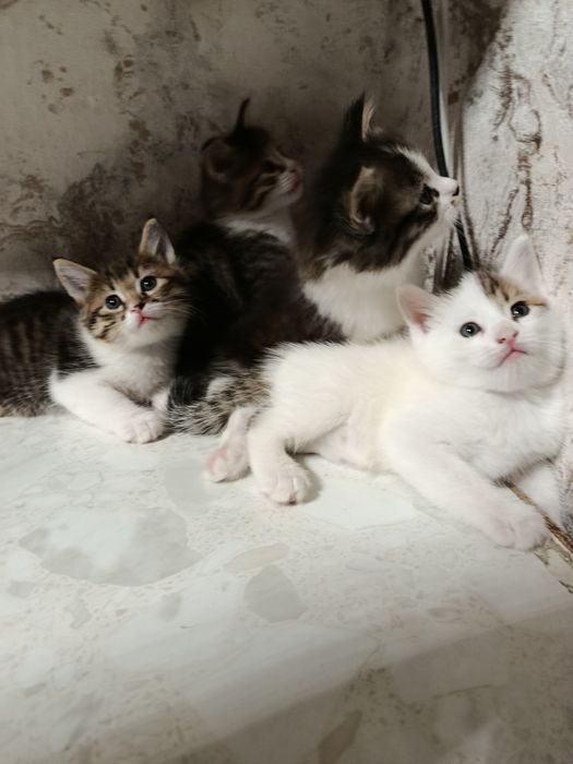 Продаются котята