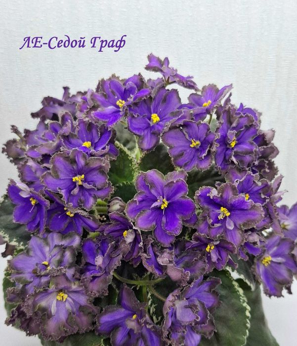 Продам листья сортовых фиалок