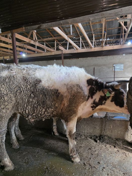 Продам бычка  порода сементаль