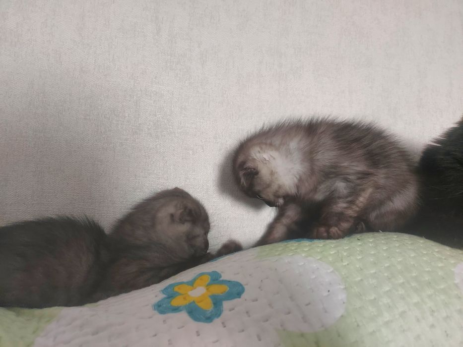 Котята два Месяца