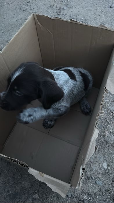 Продам щеньков дратхара