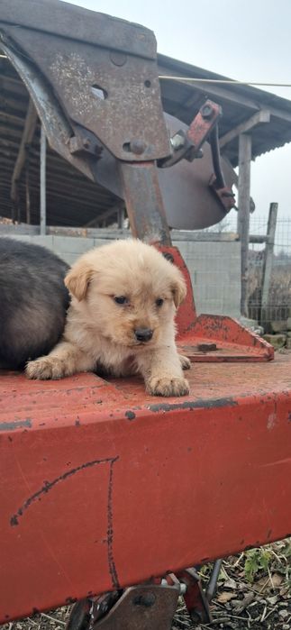 Done pui de caine, catei