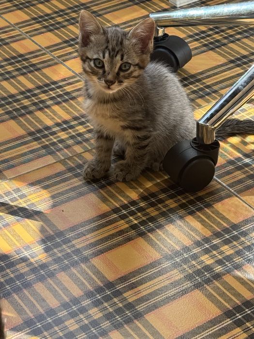 Отдам котят бесплатно