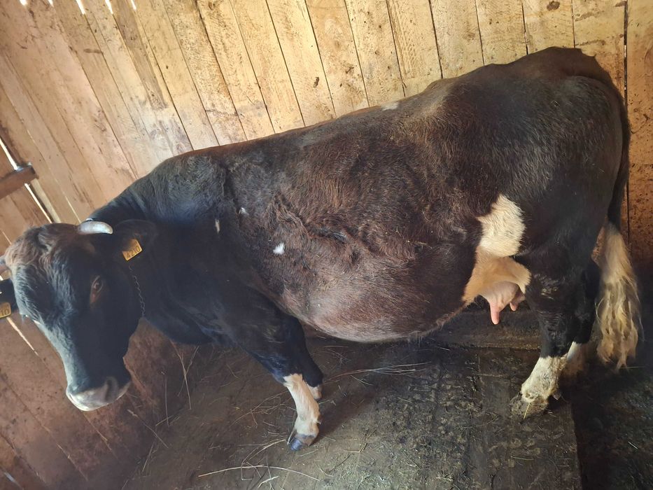 Vaca de vanzare