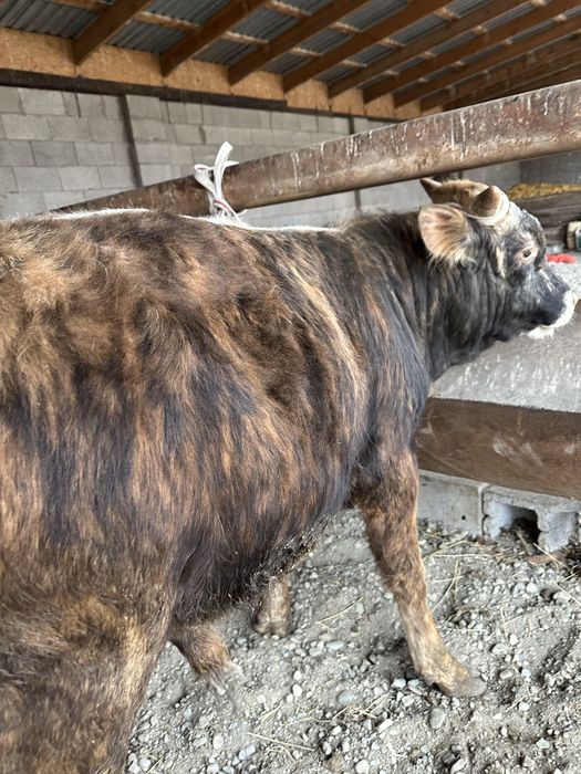 Продам быка упитаный