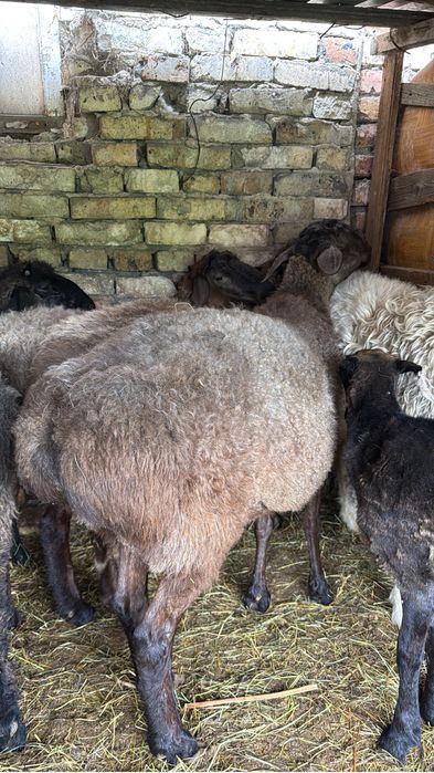 Кой токты сатамын