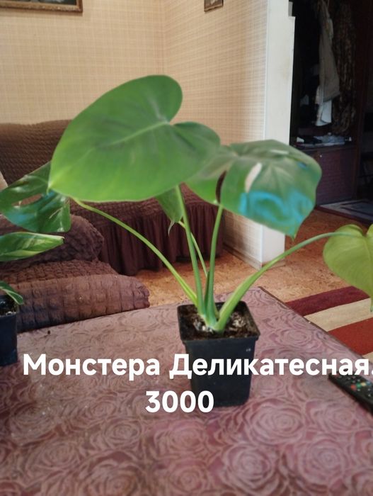 Продам комнатные растения