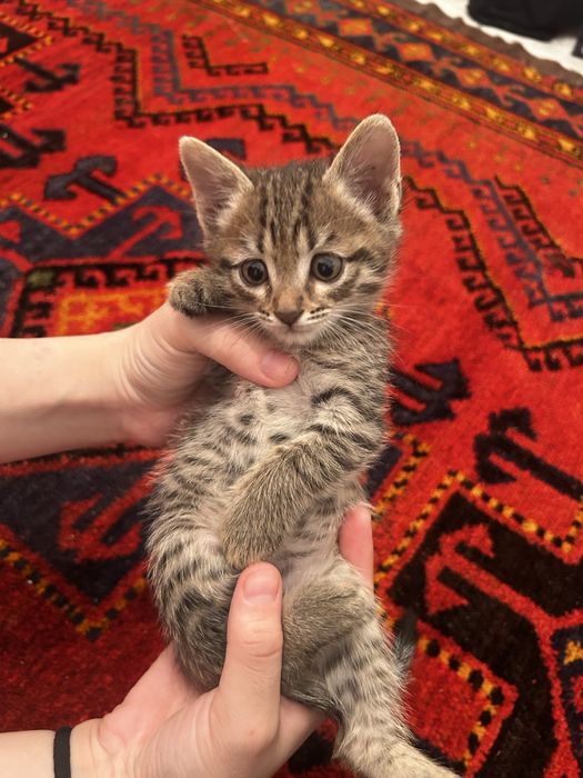 Мысық сатылады,тамақ жейді