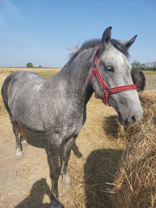 Iapa Lipitan cu Pedigree de la Herghelie