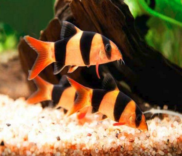 Боция клоун в Аква Зоо Салоне"Посейдон"