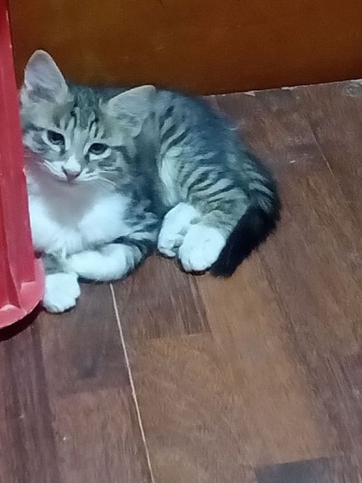 Котята бесплатно
