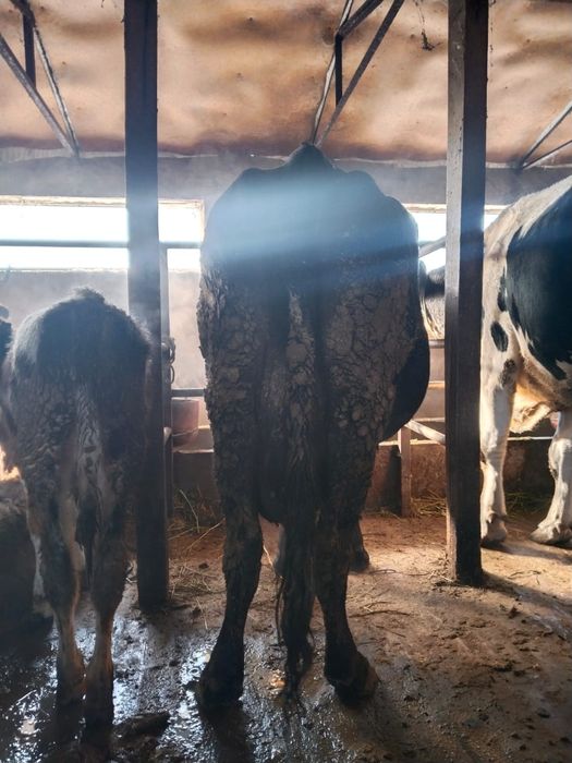 Все  доятся все стельные