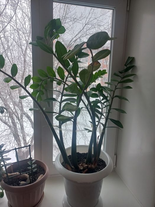 Продам комнатные растения