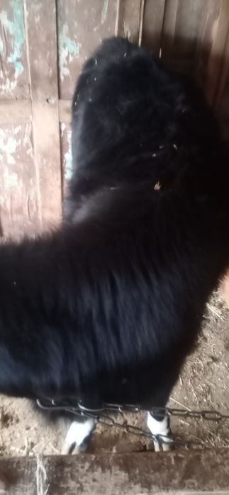 1,5жасар Тана сатылады