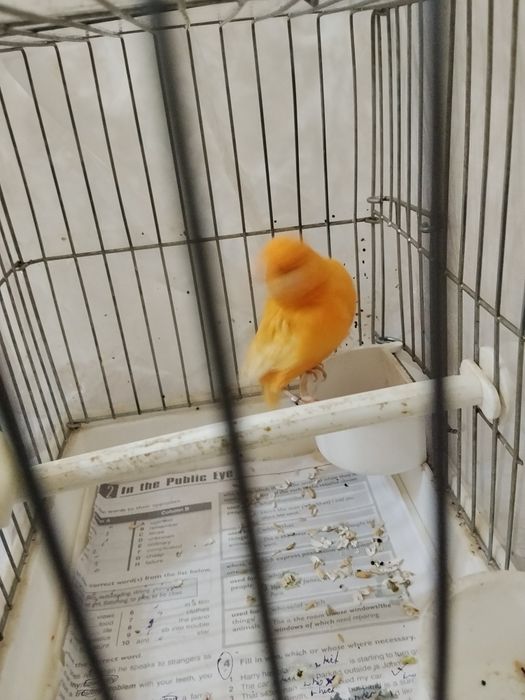 Nar shmel sotiladi va barter qilinadi