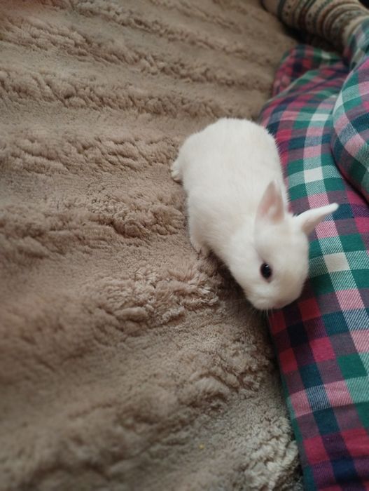 Декоративни зайчета