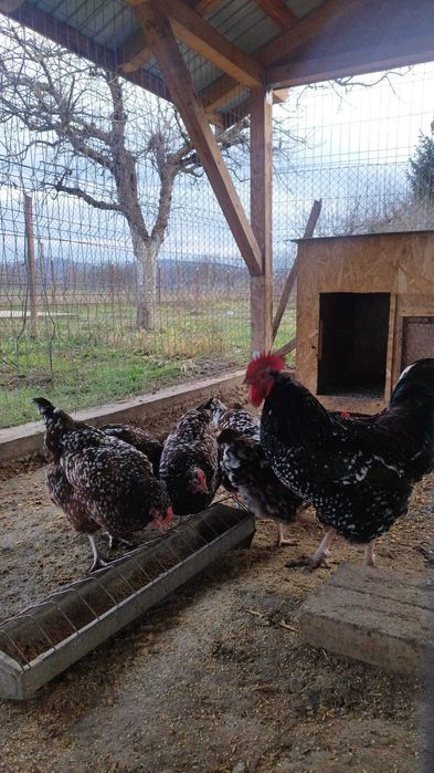 Pui de gaina diferite rase