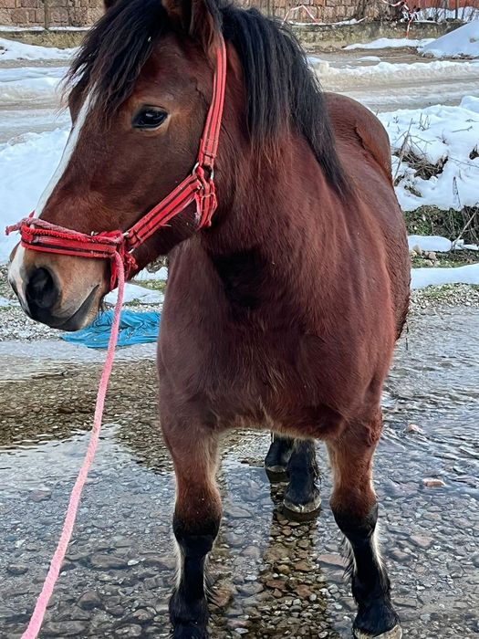 Vând mânză de un an jumate