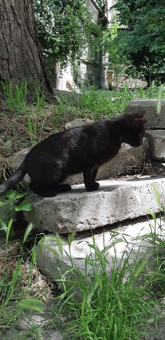 Мила и гушкаща  женска черна котка!