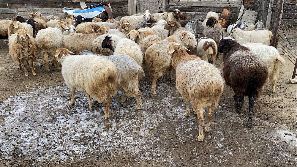 Шару кой ешкі сатылады!