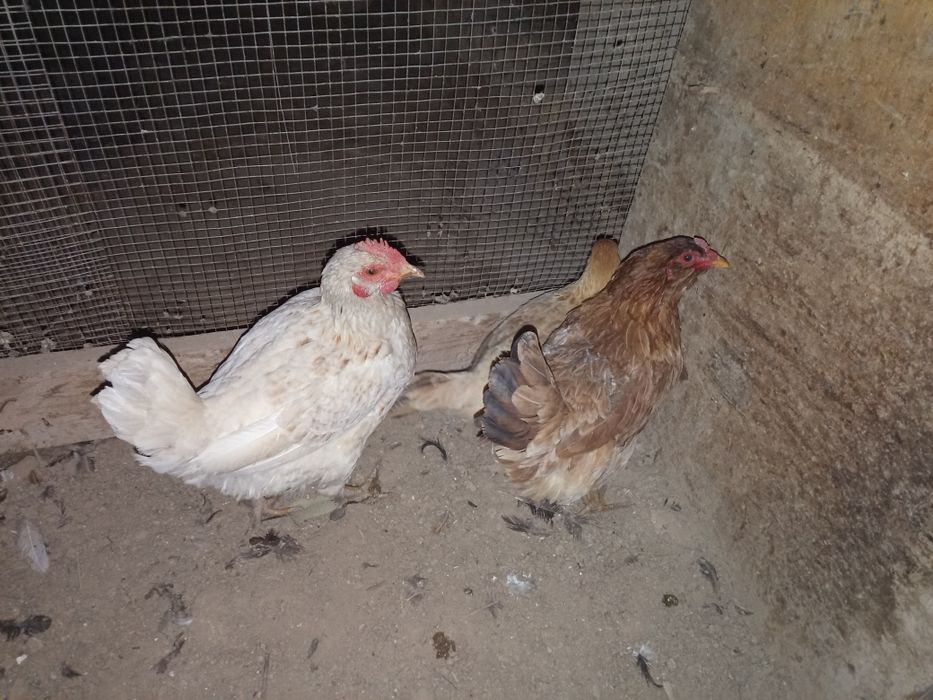 Уй товуклар сотилади нархи 100.000 сум килиштирип берамиз