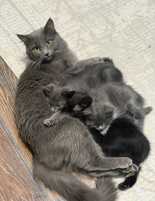 Котята в добрые руки