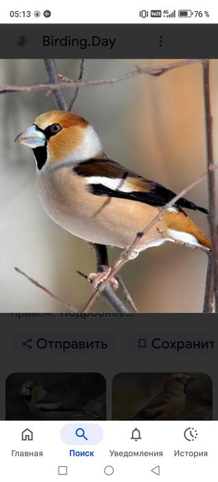 Продам птицу певчие