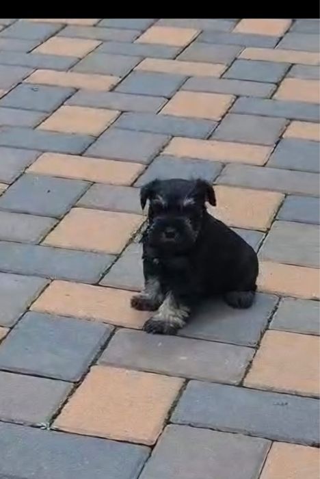 Schnauzer pitic negru  argintiu