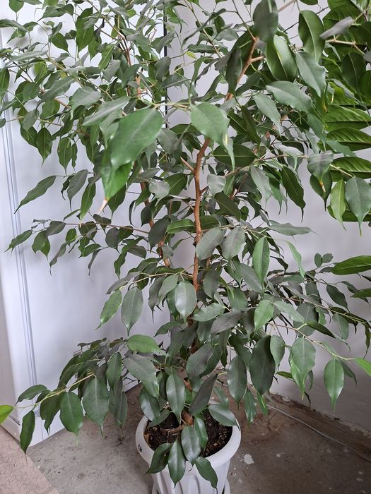 Продам фикус бенджамина