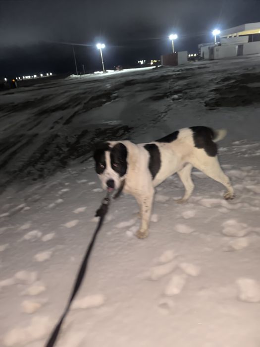 Алабай продается