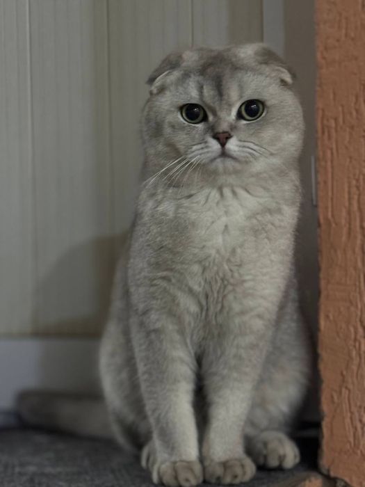 Mushuklarim parodaliozimniki