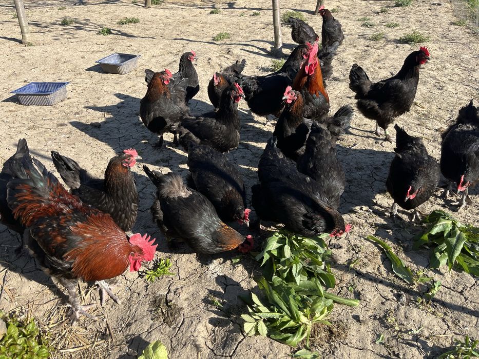 Oua Marans negru aramiu si Araucana potarnichiu