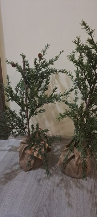 Декоративни дръвчета