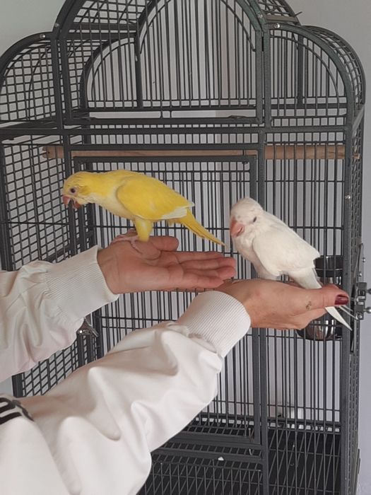 Papagali puiuți călugări