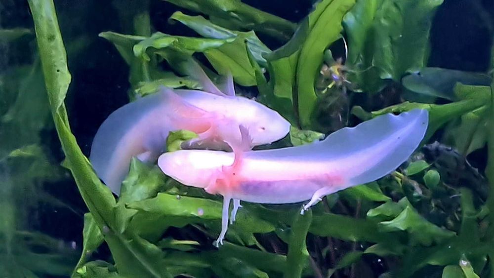 Vând pui AXOLOTL Albino – Salamandră Mexicană