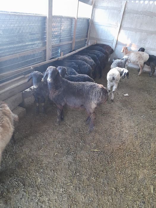 Бордақы қойлар сатылады