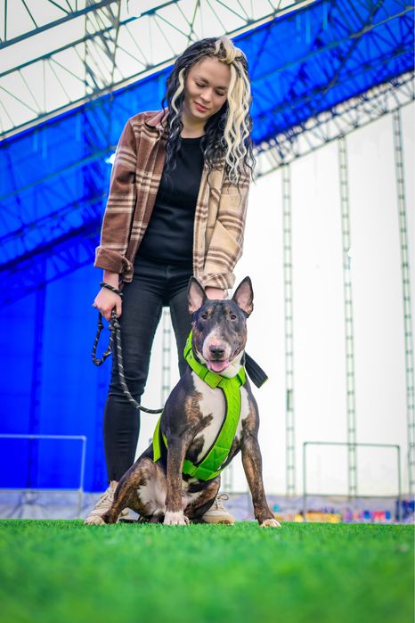 Открыт для Вязок Английский бультерьер