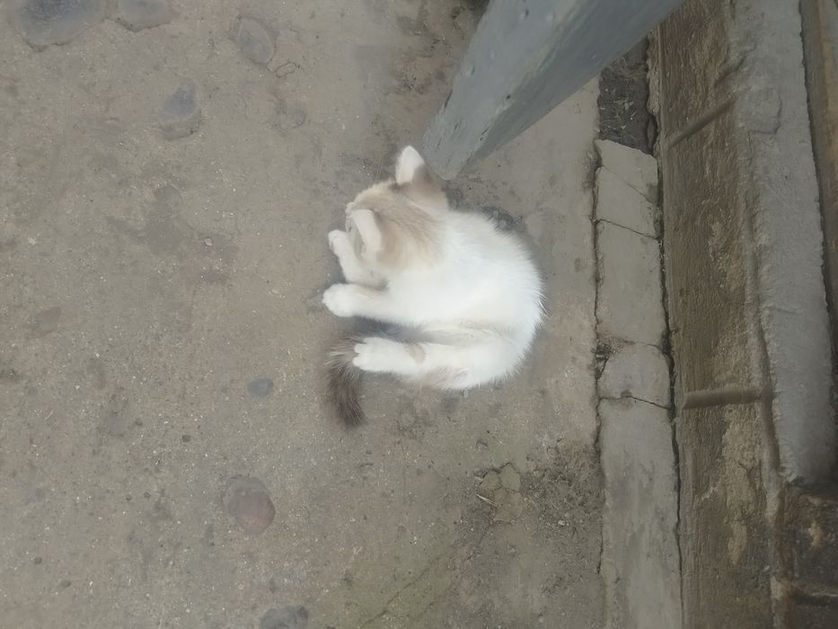 Отдам котят в хорошие руки