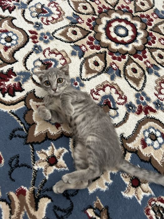 Котенок в хорошие руки
