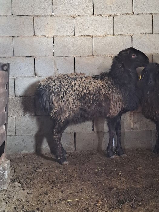 Гиссар токты кошмар.