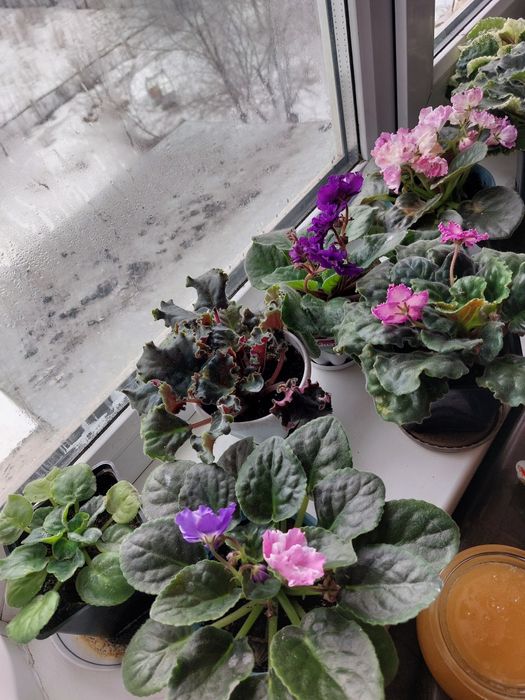 Продам цветы фиалки