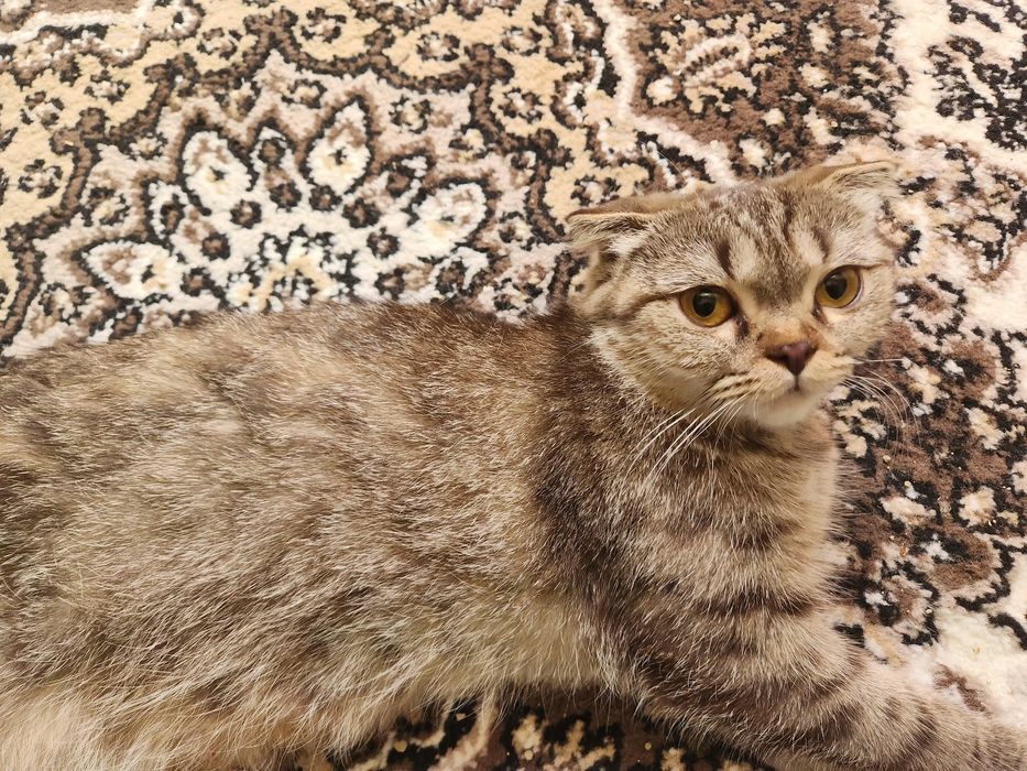 Продаётся: Кошка и Котята