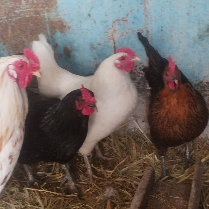 Продам куры домашние