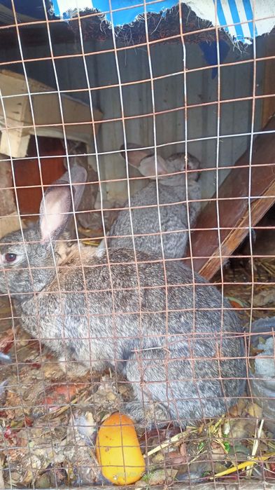 Quyon  300.000 Vellikan