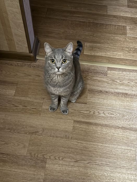 Отдам кота бесплатно