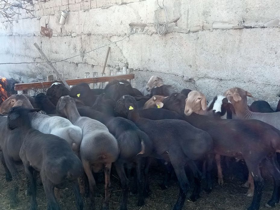 Қошқарлар сатылады