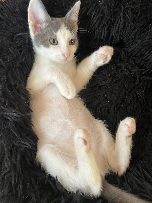 Donez motan alb cu gri si cu ochii verzi