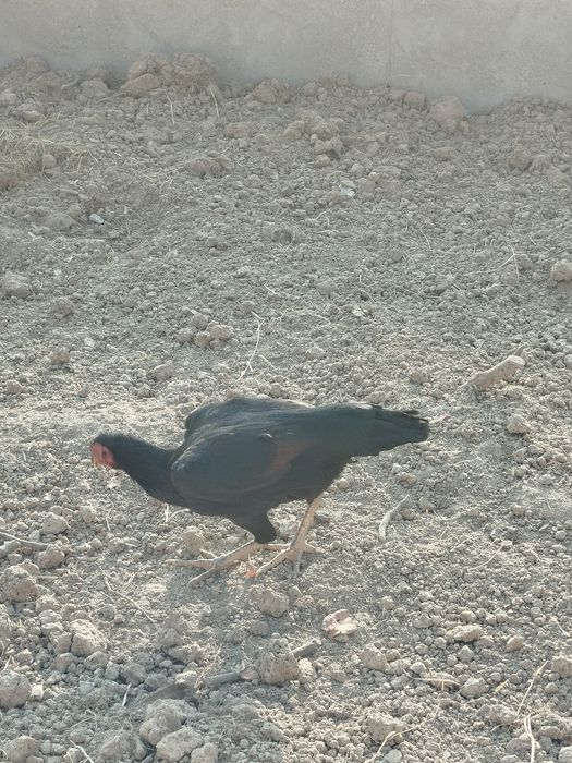 Tovuq yaxshi boqilgan