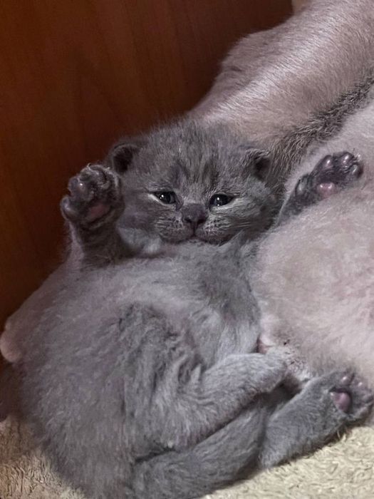 Британский котенок